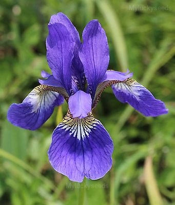Iris Seed