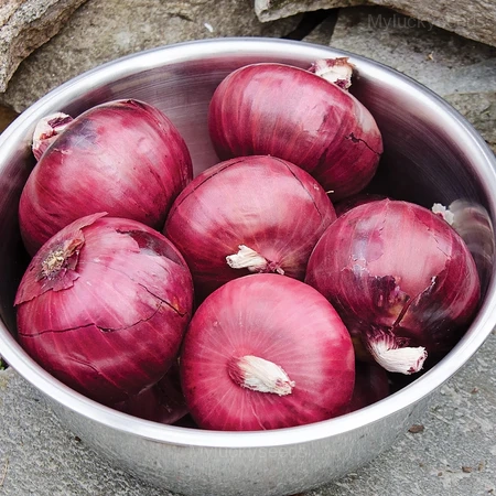 Onion Seed - Red, 500 Seeds