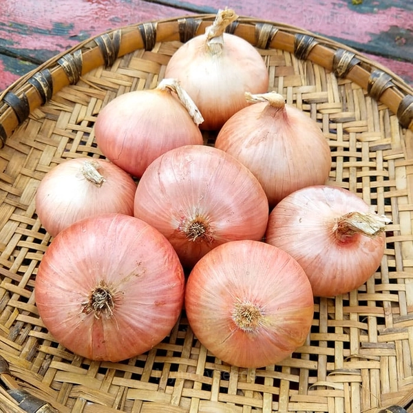 Onion Seed