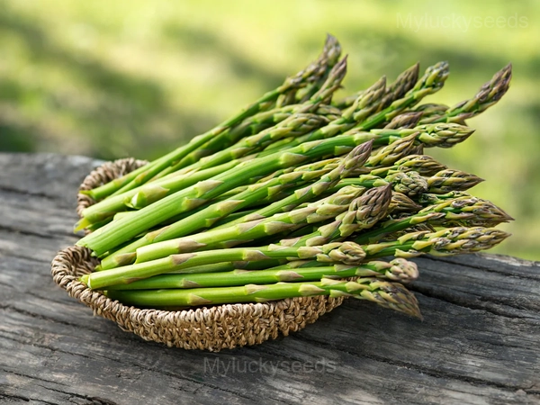 Asparagus Seed - 500 Seeds