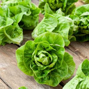 Lettuce Seed