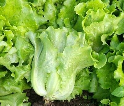 Premium Lettuce Seed - 1000 Seeds