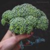 Broccoli Seed