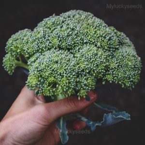 Broccoli Seed