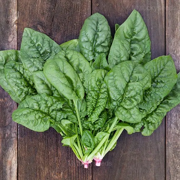Big-leaf Spinach Seed