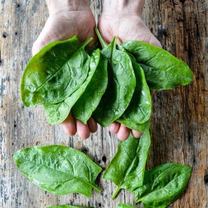 Spinach Seed