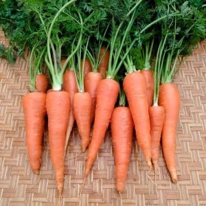 Carrot Seed
