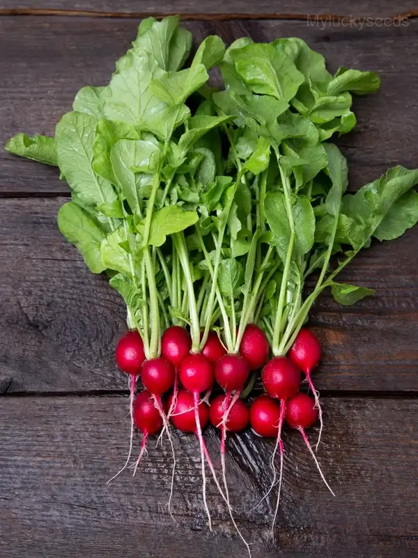 Cherry Belle Radish Seed