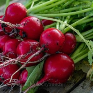 Radish Seed