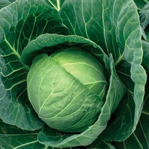 Cabbage Seed