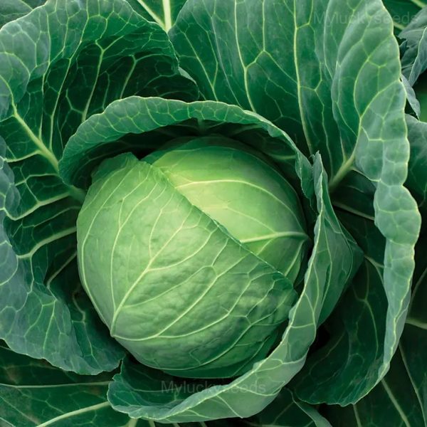 Cabbage Seed