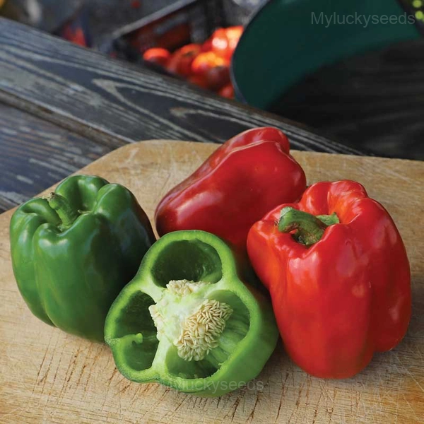 Sweet Pepper Seed - 50 Seeds