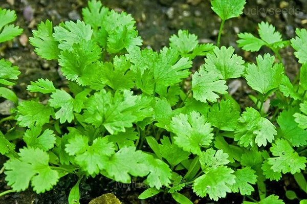Coriander Seed