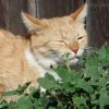 Catnip Seed