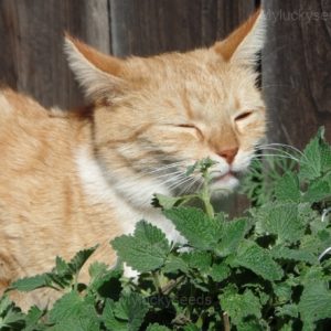 Catnip Seed