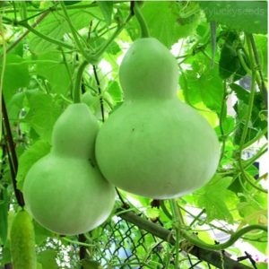 Bottle Gourd Seed