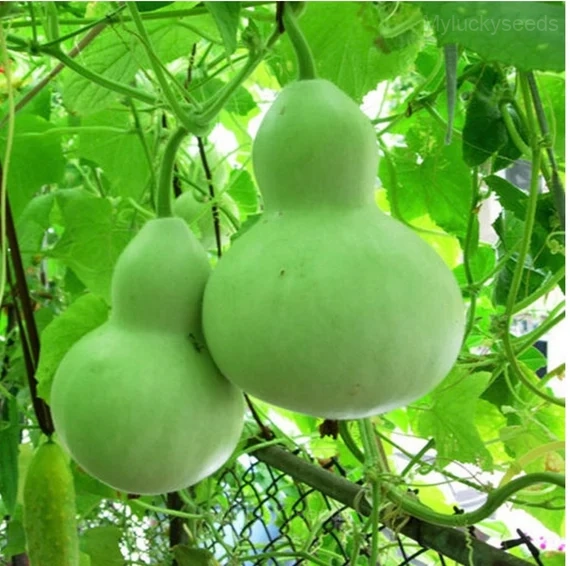 Bottle Gourd Seed
