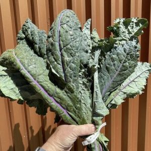Kale Seed