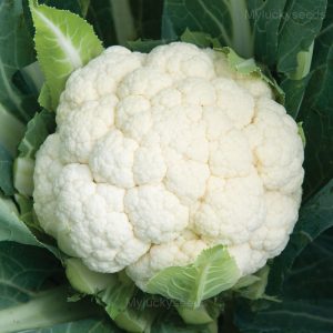Cauliflower Seed
