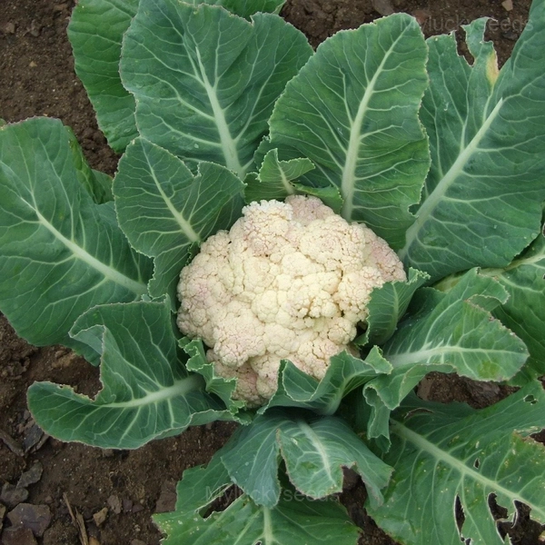 Cauliflower Seed