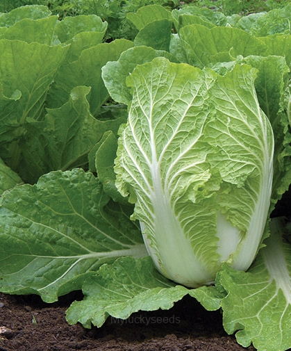 Chinese Cabbage Seed