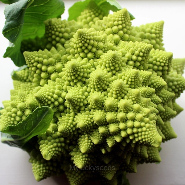 Romanesco Broccoli Seed - 🔥200 Seeds, Green