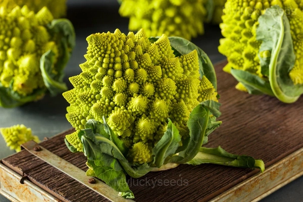 Romanesco Broccoli Seed