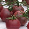 Chocolate Cherry Tomato Seed