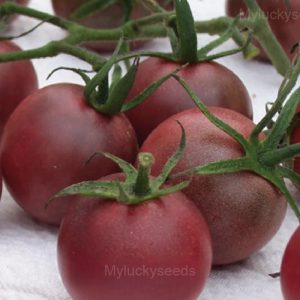 Chocolate Cherry Tomato Seed