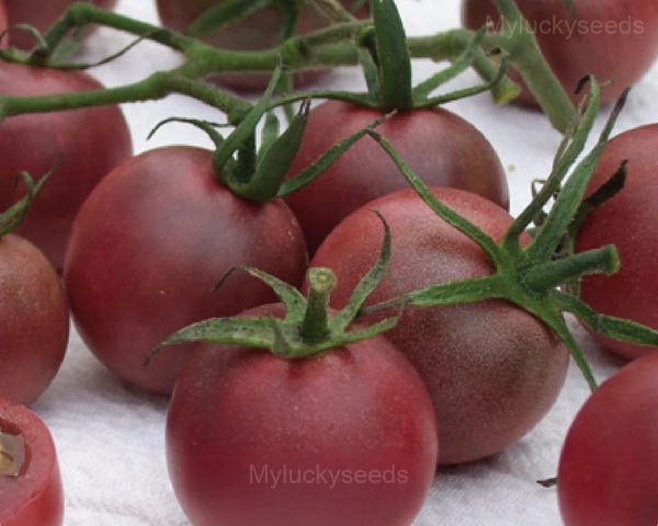 Chocolate Cherry Tomato Seed