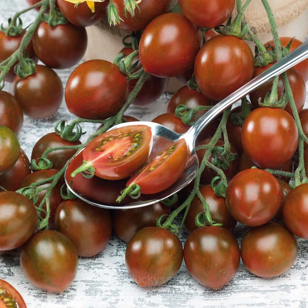 Chocolate Cherry Tomato Seed