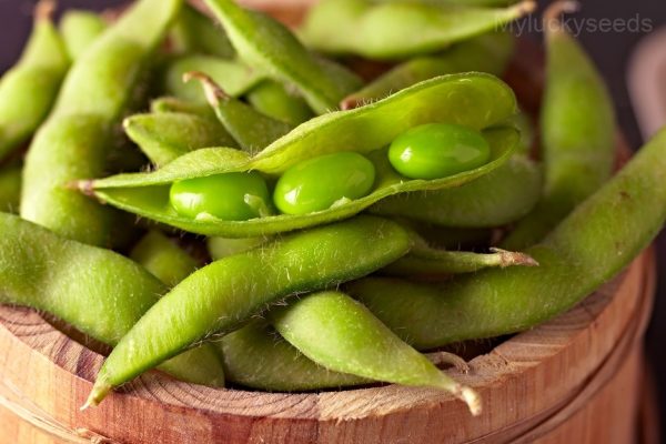 Edamame Soybean Seed