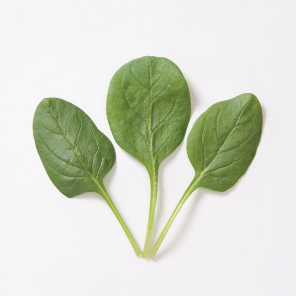 Baby Leaf Spinach Seed