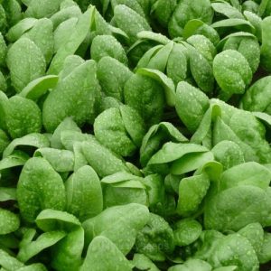 Baby Leaf Spinach Seed