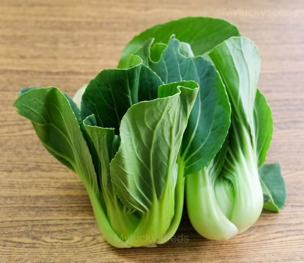Toy Choy Bok Choi Seeds