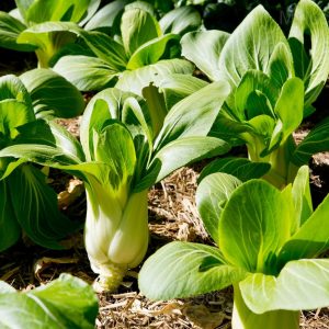 Baby Leaf Spinach Seed