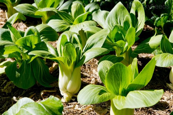 Baby Leaf Spinach Seed