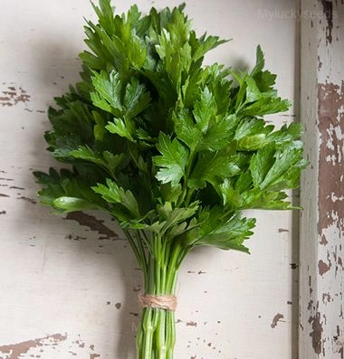 Leaf Parsley Seed - 🔥1000 Seeds