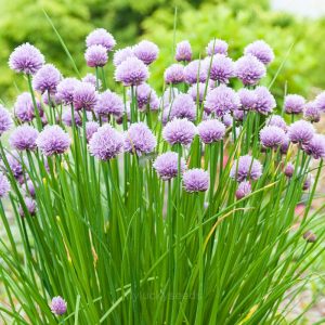 Chives Seed