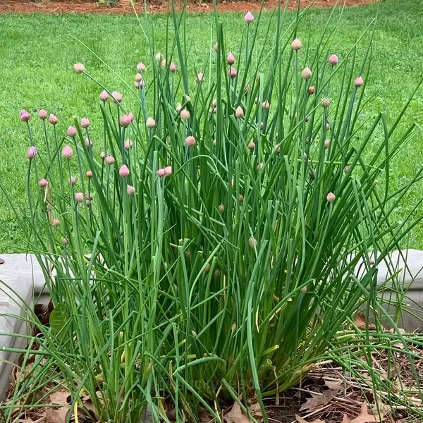 Chives Seed