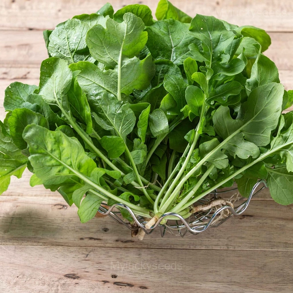 Organic Arugula Seed