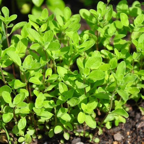 Sweet Marjoram Organic Seed