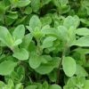 Sweet Marjoram Organic Seed