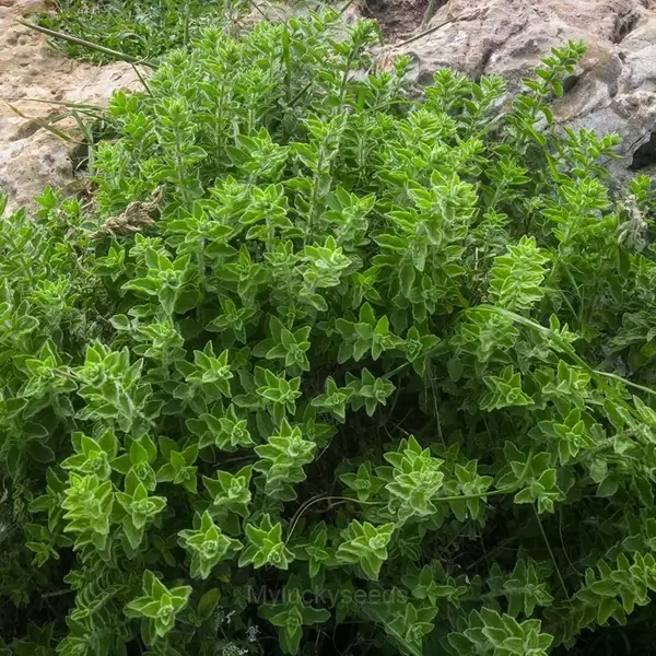 Italian Organic Oregano Seed