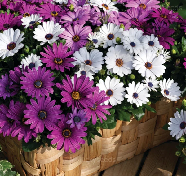 African Daisy Seed