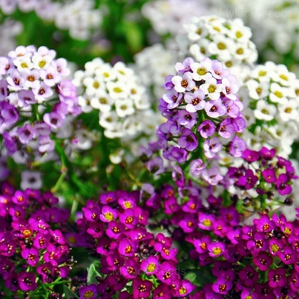 Sweet Alyssum Seed