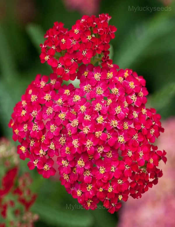 Sweet Alyssum Seed - Red, 🔥200 Seeds