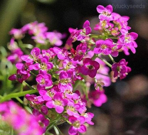 Sweet Alyssum Seed - Pink, 500 Seeds