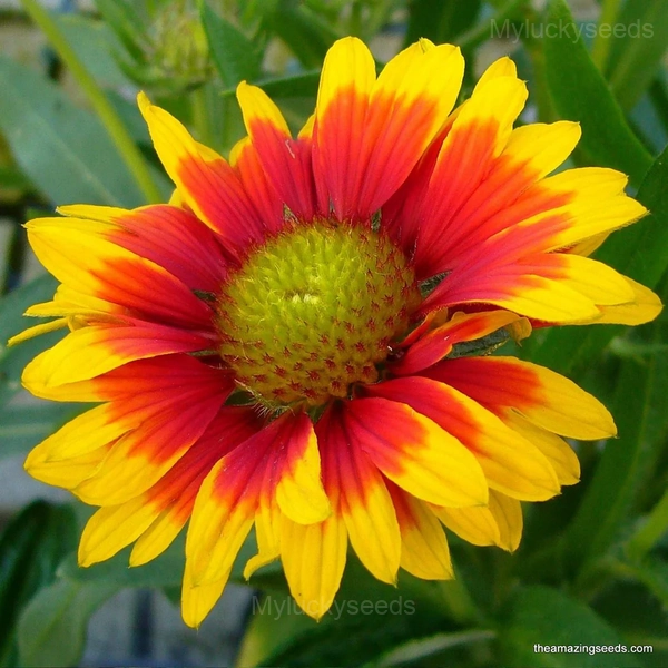 Gaillardia (Blanket Flower) Seed - 200 Seeds