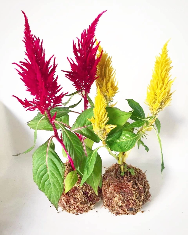 Celosia Seed